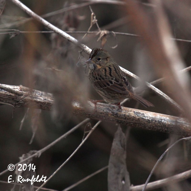 20Dec-CBC 734.jpg - Lincoln's Sparrow